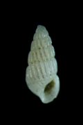 Chrysallida&nbsp;interstincta